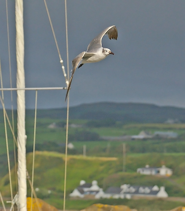 Laughing Gull