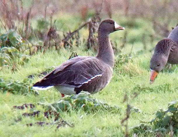 Russian White-fronted Goose