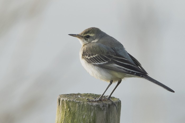 Eastern Yellow Wagtail