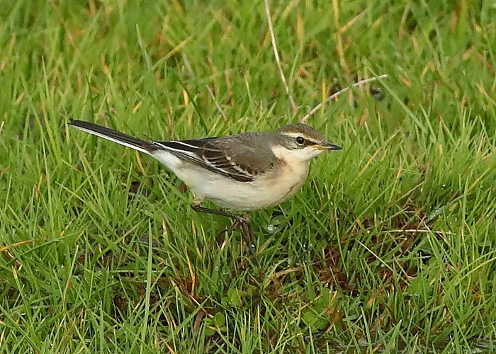 Eastern Yellow Wagtail