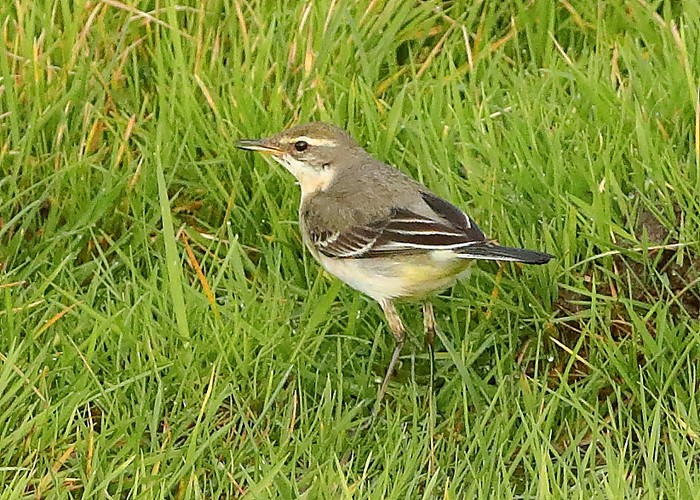 Eastern Yellow Wagtail