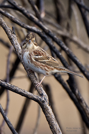 Rustic Bunting