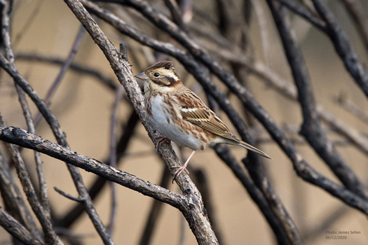 Rustic Bunting