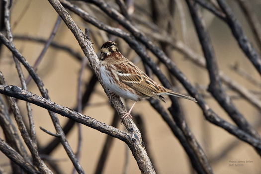 Rustic Bunting