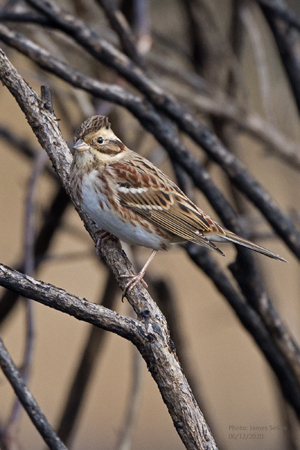Rustic Bunting