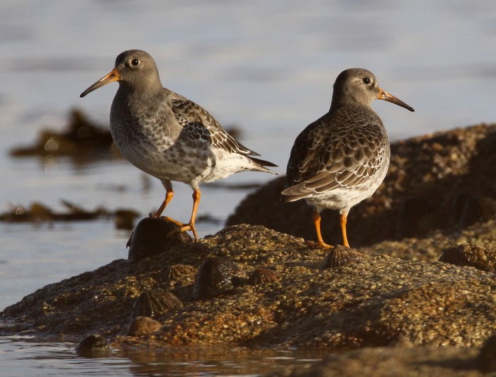 Purple Sandpiper