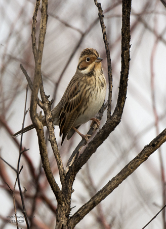 Little Bunting