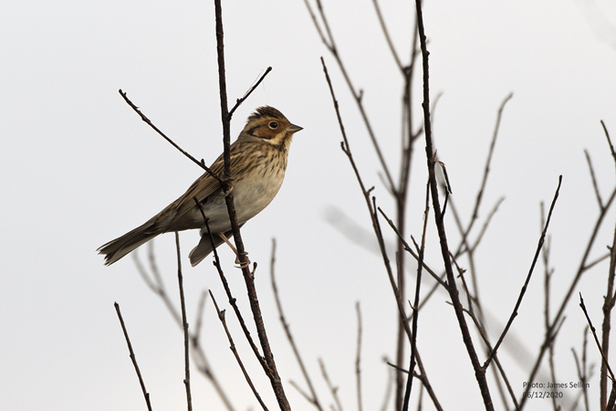 Little Bunting