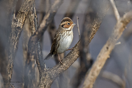 Little Bunting