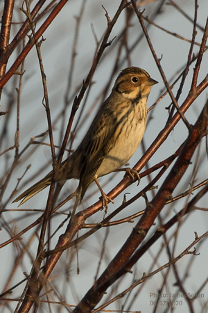 Little Bunting