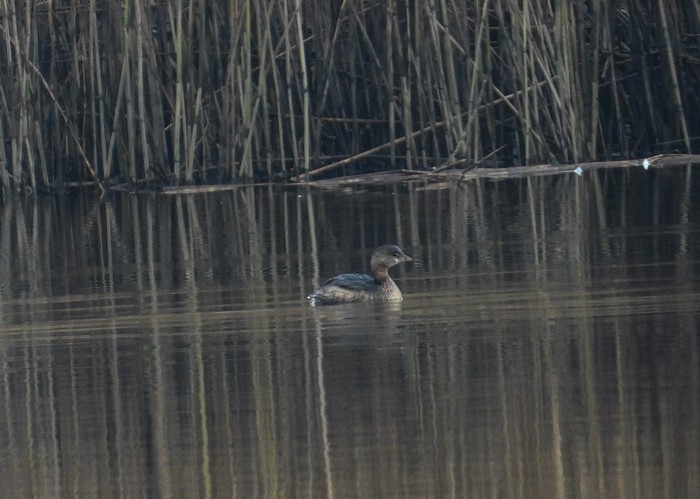 Pied-billed Grebe