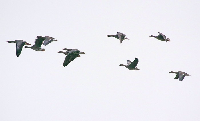 Russian White-fronted Goose