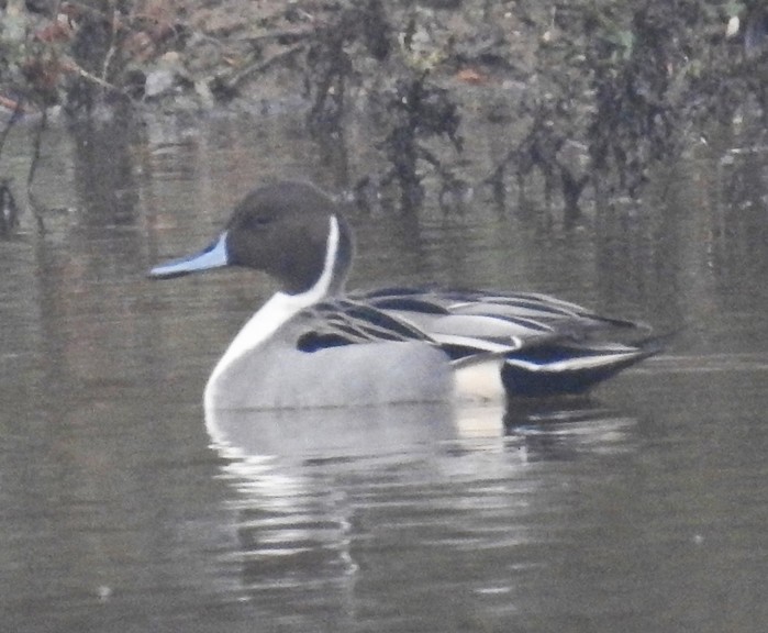 Pintail