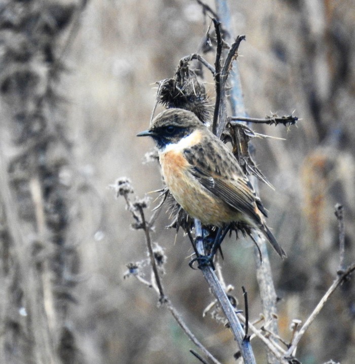 Stonechat