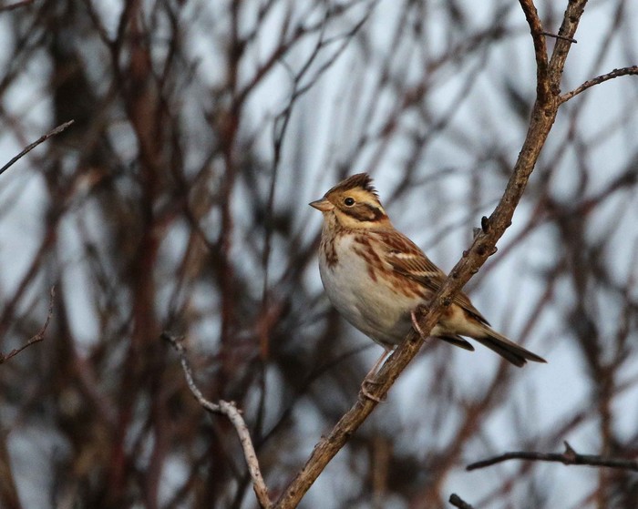 Rustic Bunting