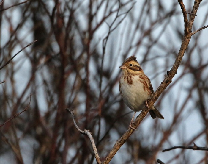 Rustic Bunting