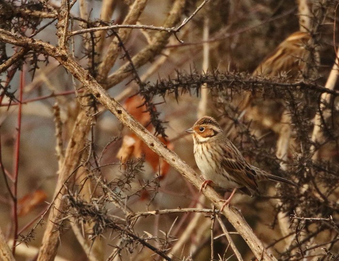 Little Bunting