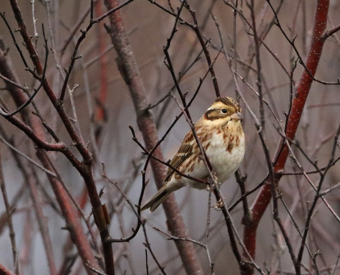 Rustic Bunting