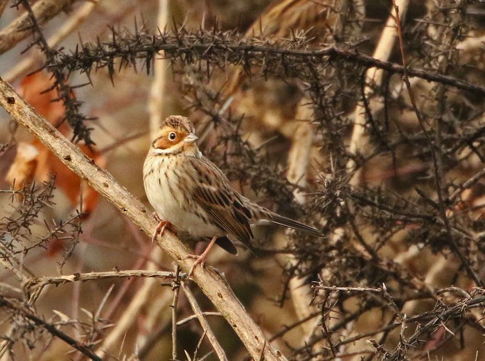 Little Bunting