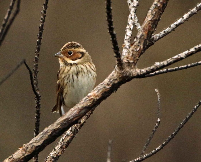 Little Bunting