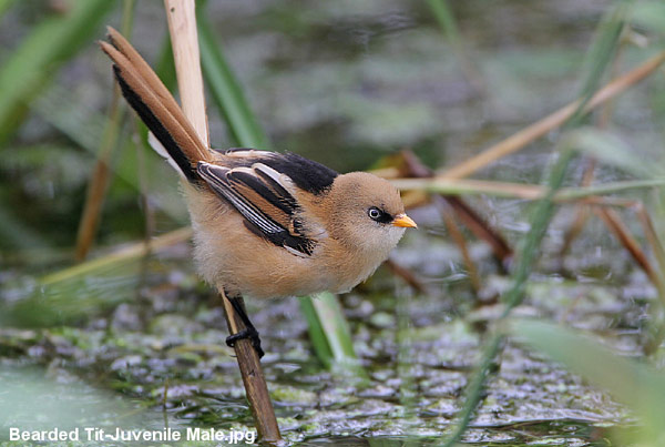 Bearded Tit
