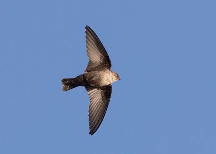 Crag Martin
