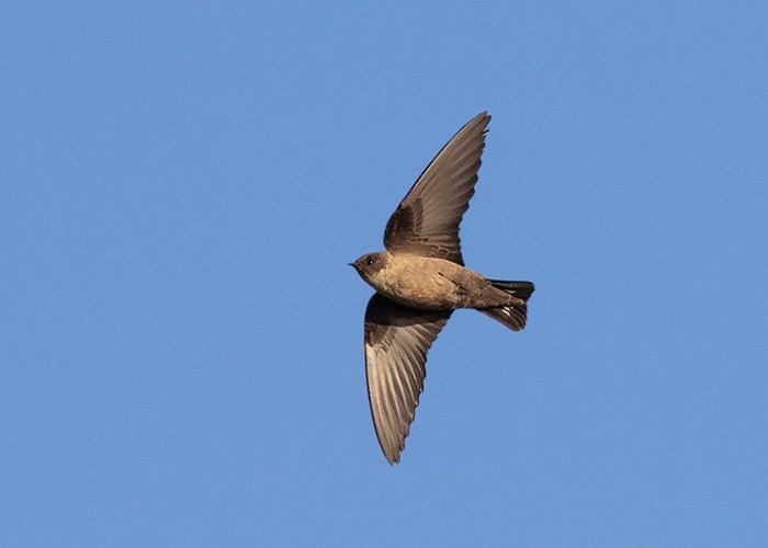 Crag Martin