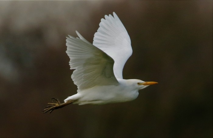 Cattle Egret