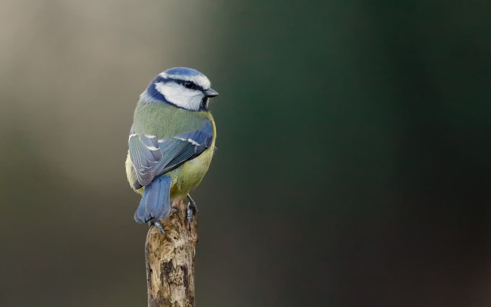 Blue Tit