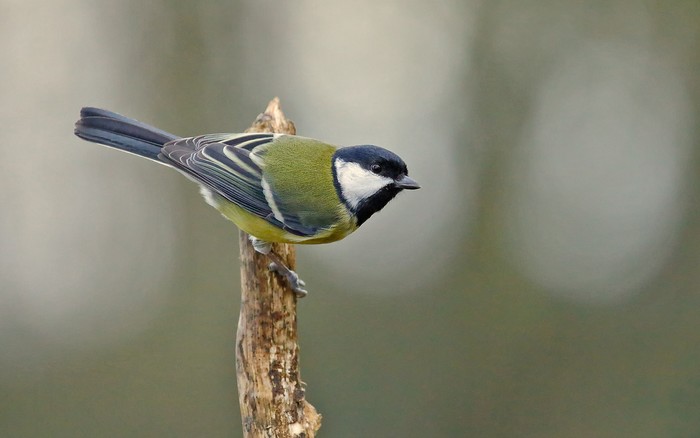 Great Tit