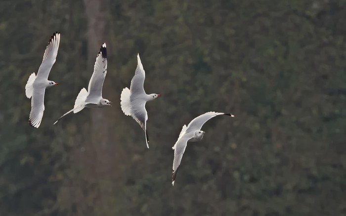 GULLS