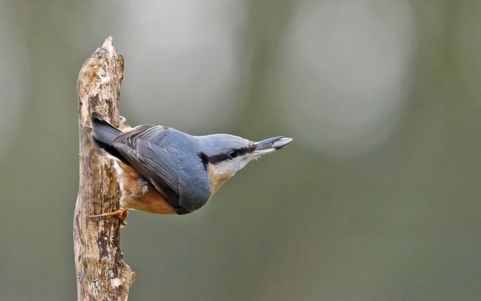 Nuthatch