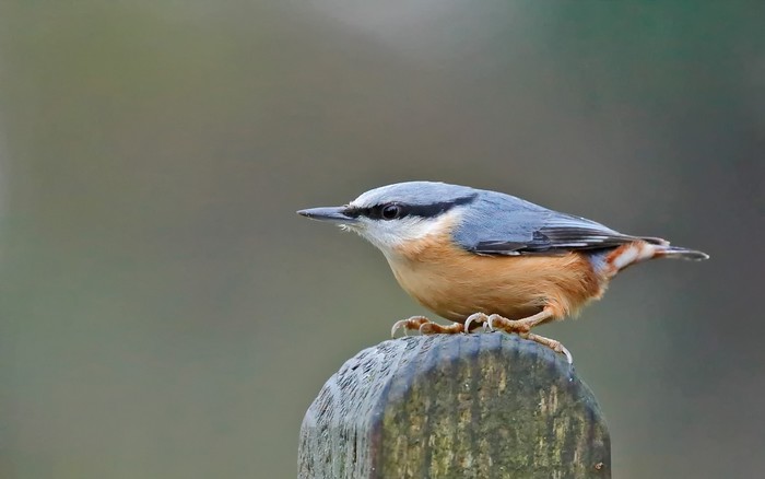 Nuthatch