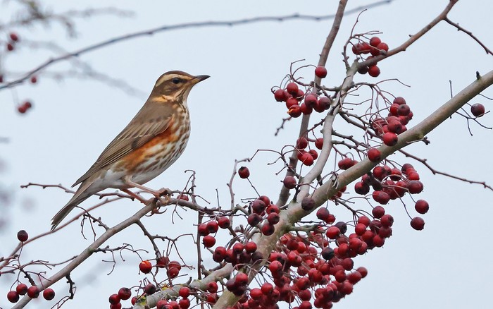 Redwing