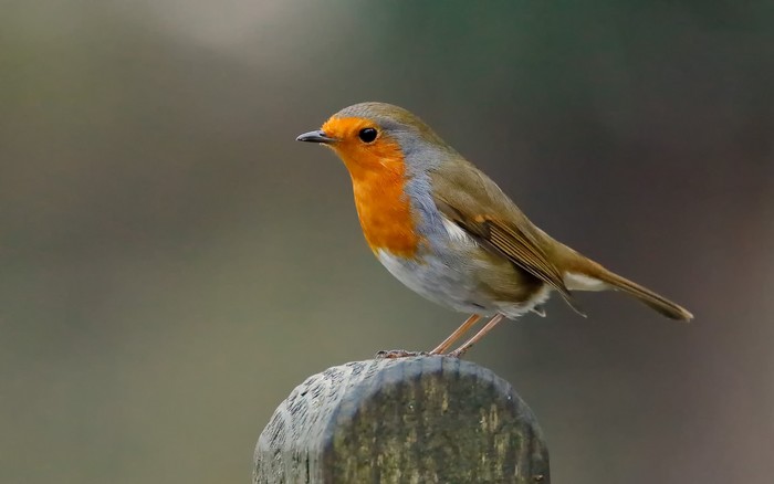 Robin