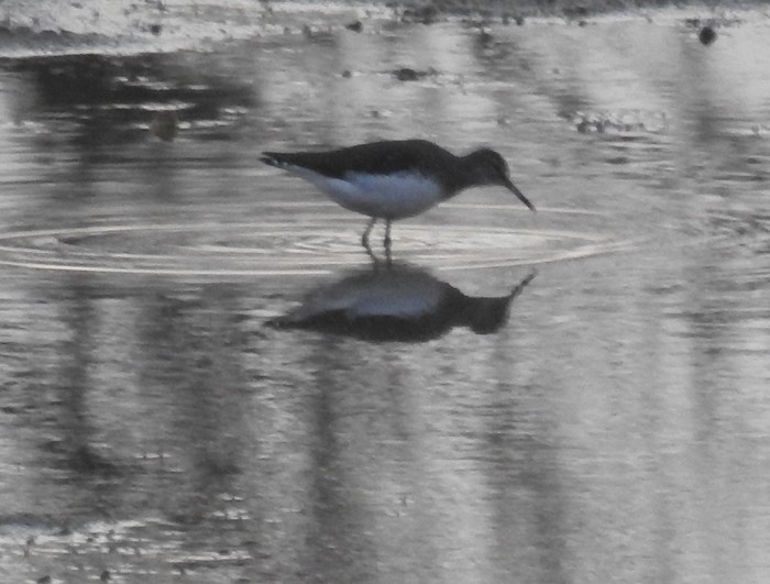 Green Sandpiper