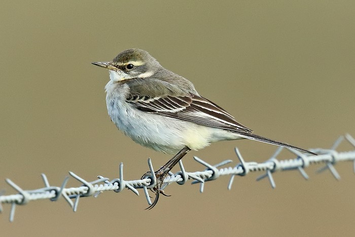 Eastern Yellow Wagtail