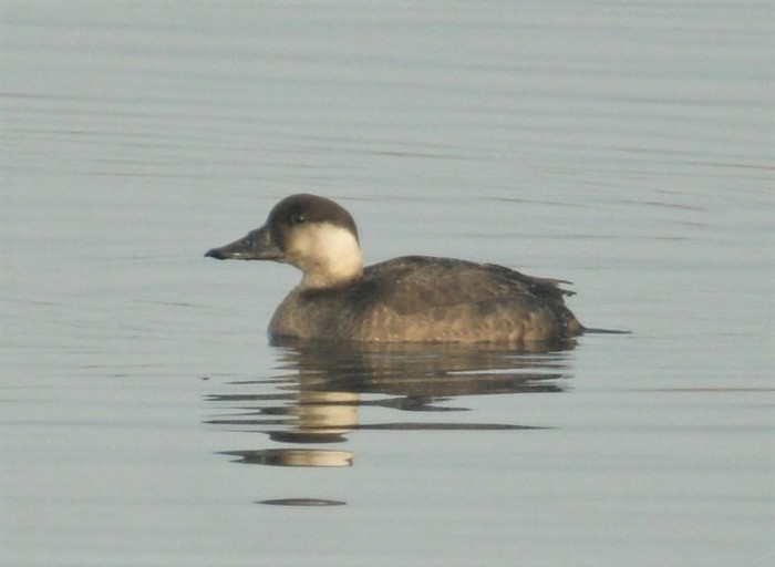 Common Scoter