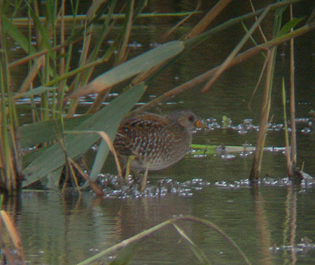 Spotted Crake