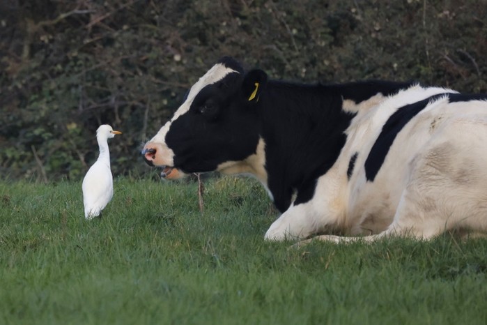 Cattle Egret