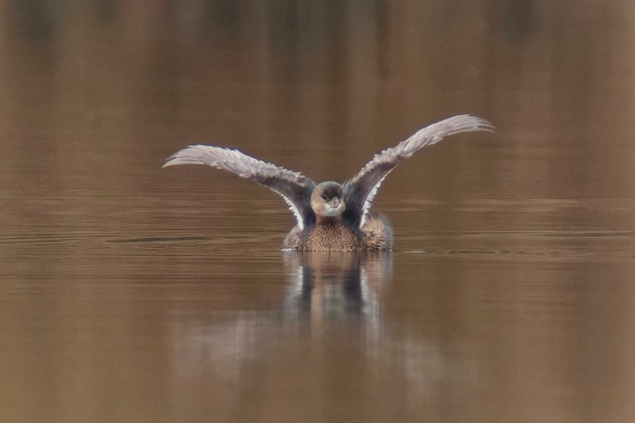 Pied-billed Grebe