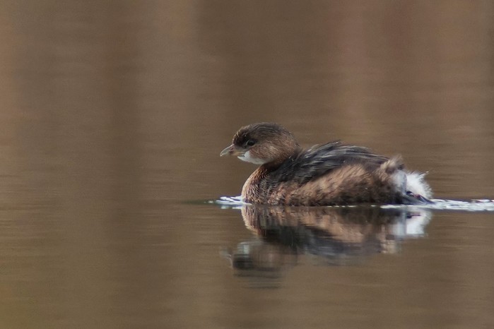 Pied-billed Grebe