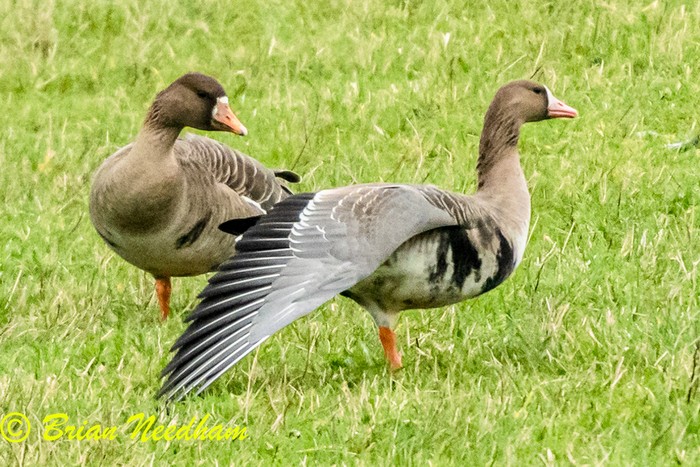 Russian White-fronted Goose