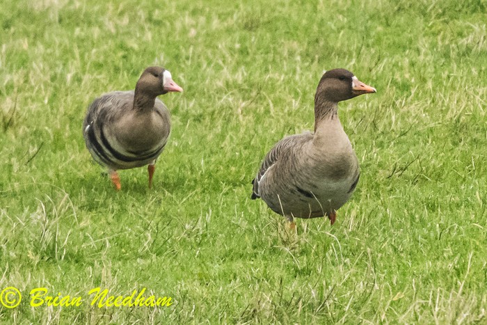Russian White-fronted Goose