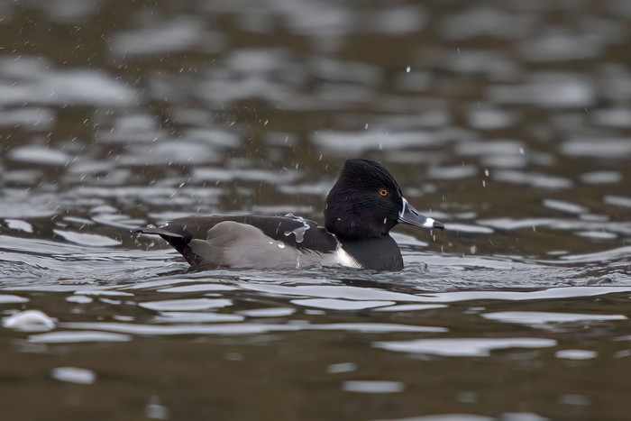Ring-necked Duck