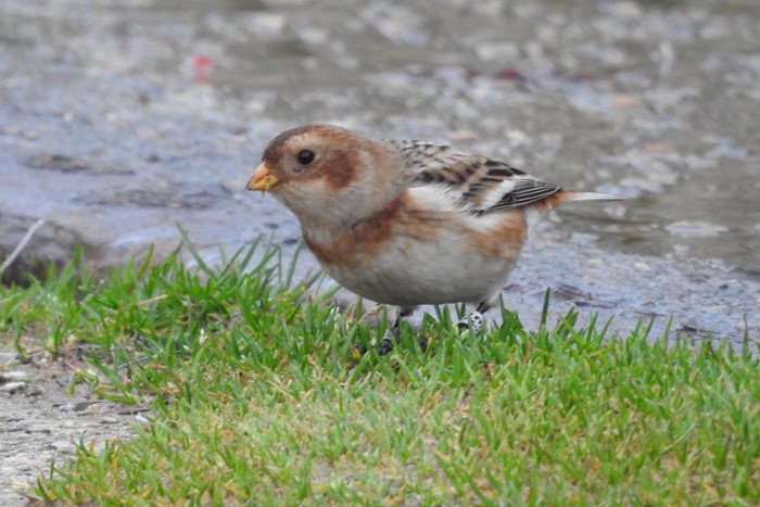 Snow Bunting