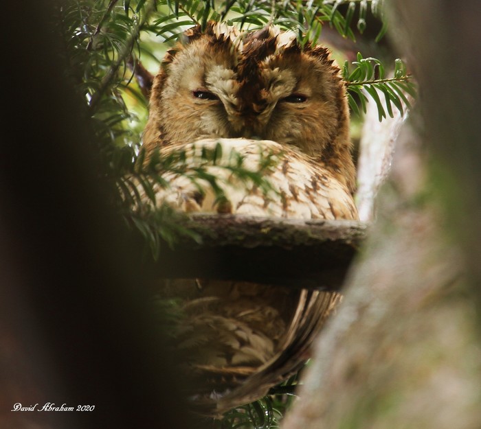 Tawny Owl