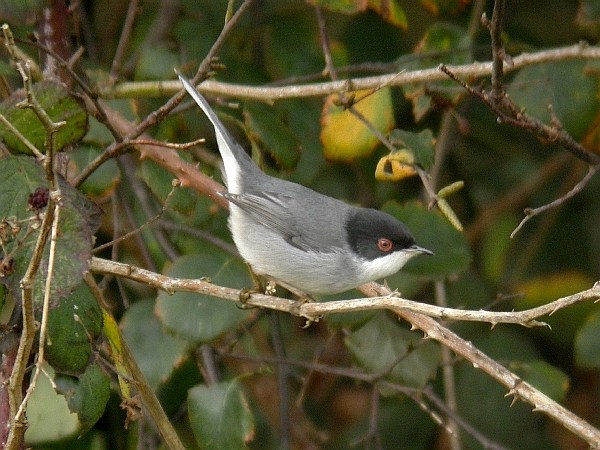 Sardinian Warbler