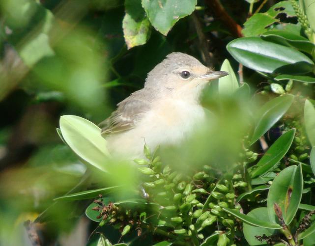 Barred Warbler
