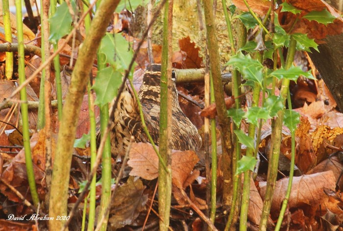 Woodcock 